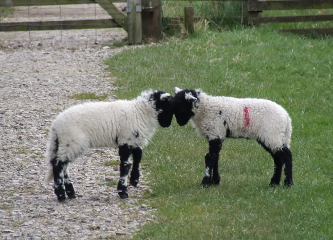 Lambs