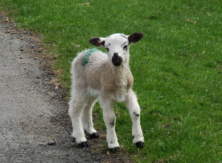 Lamb