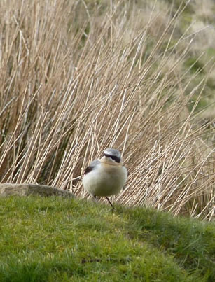 Wheatear