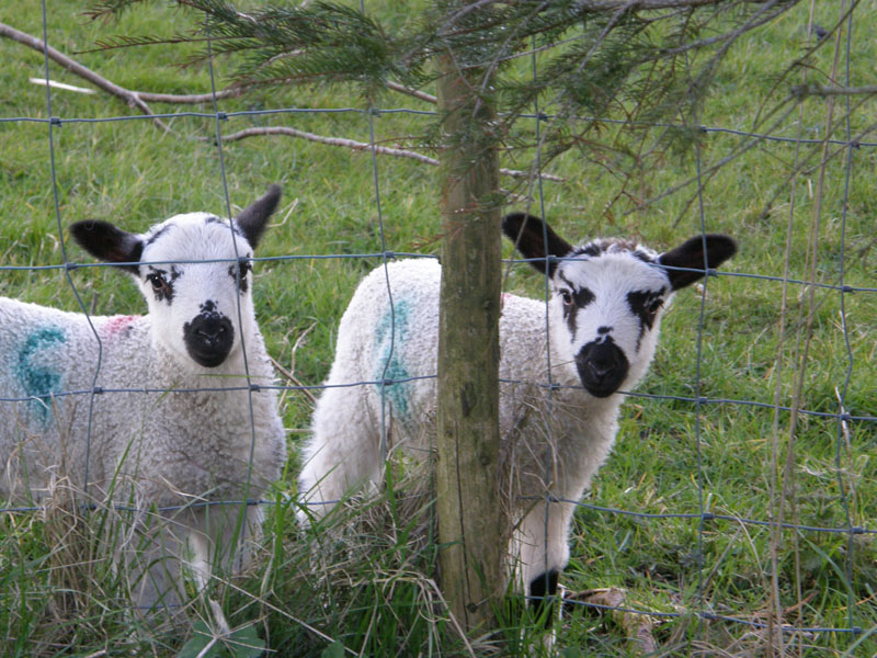 Lambs