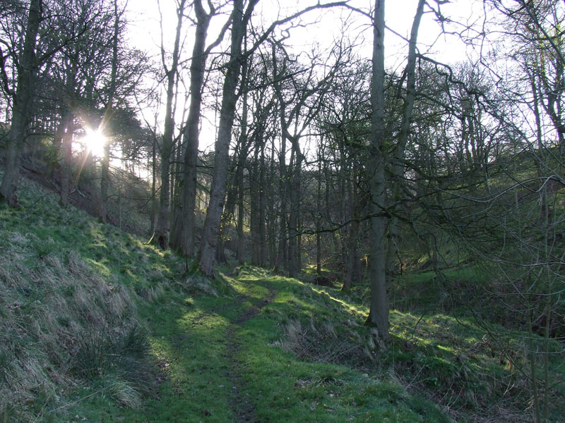 Little Mearley Wood