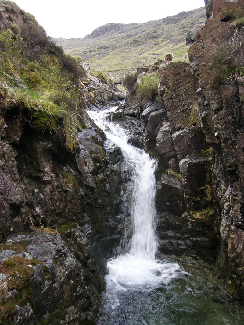 Grains Gill