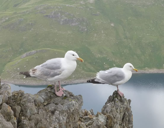 Seagulls