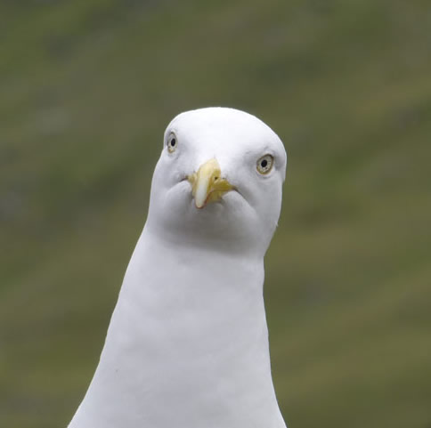Seagull
