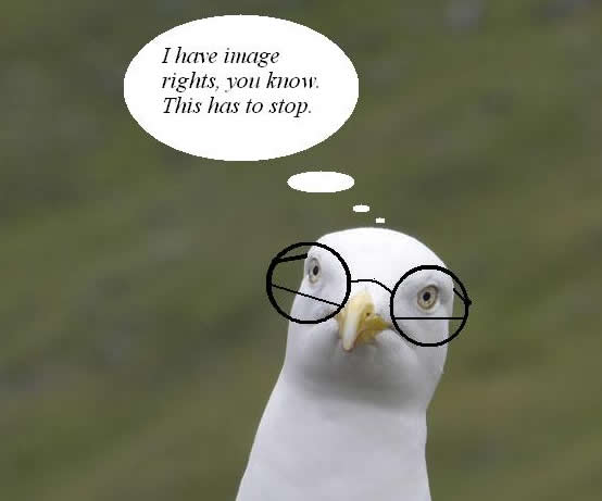 Pensive Gull