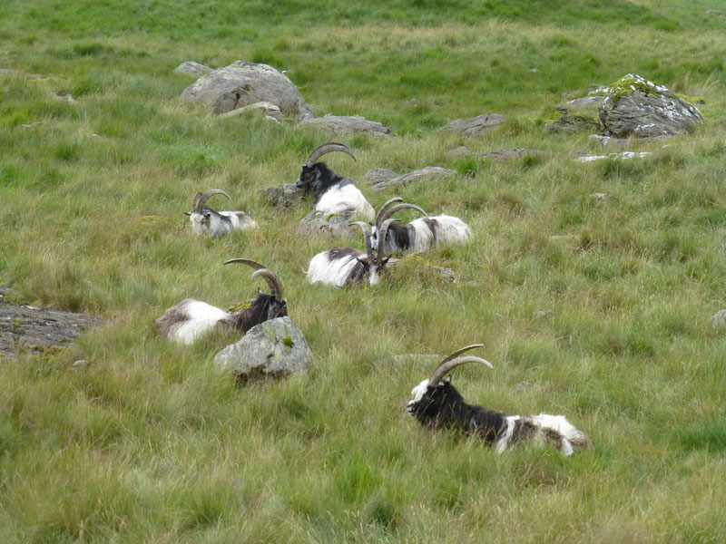 Mountain Goats