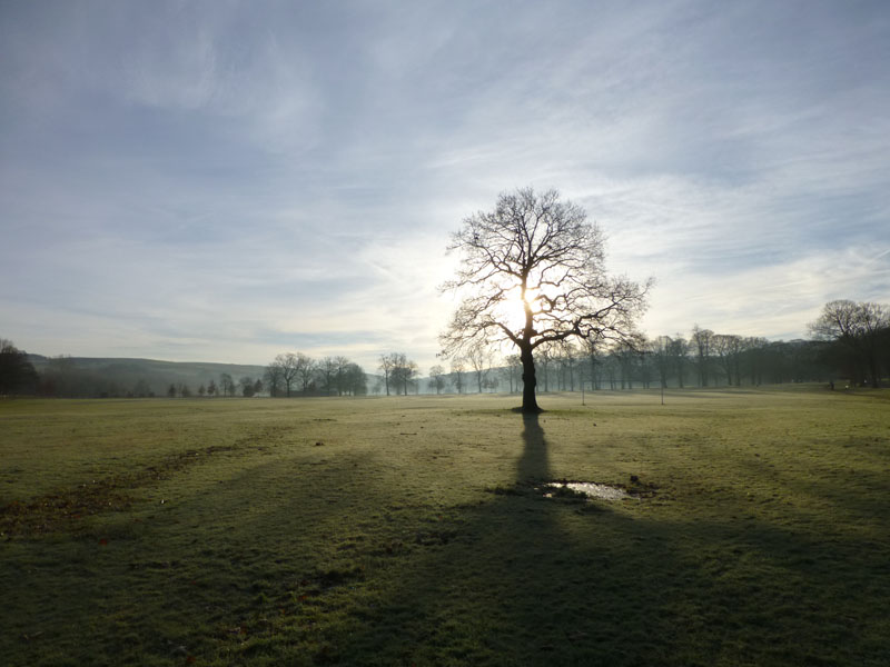 Towneley Tree