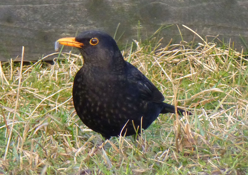 Blackbird