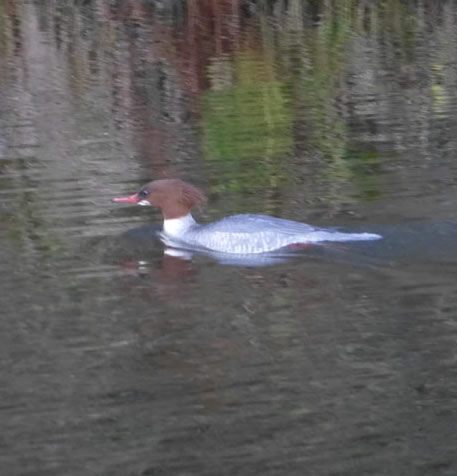Goosander