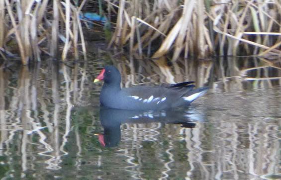 Moorhen