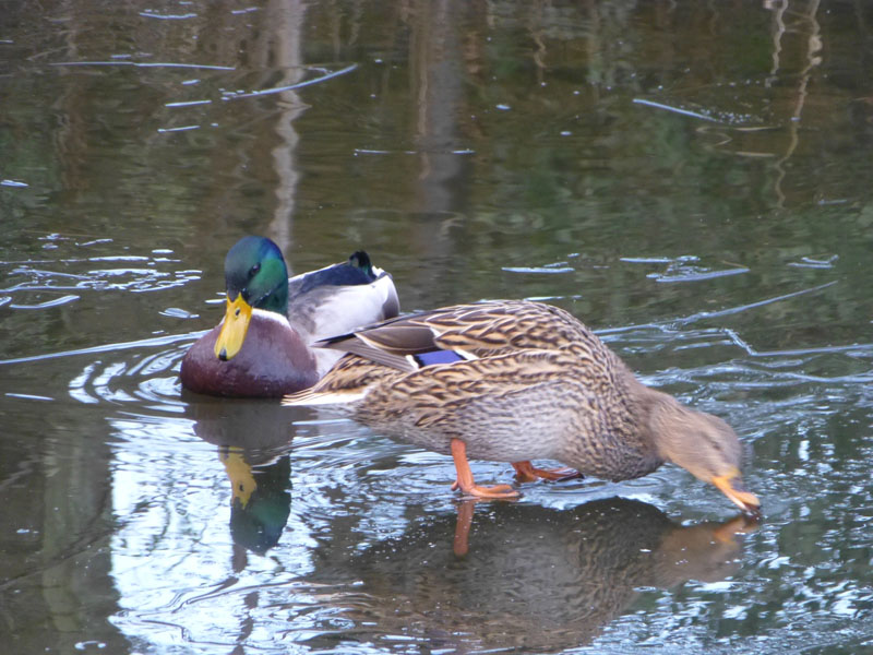 Ducks
