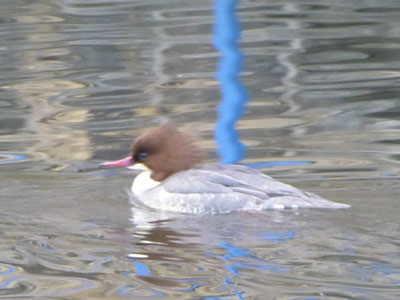 Goosander