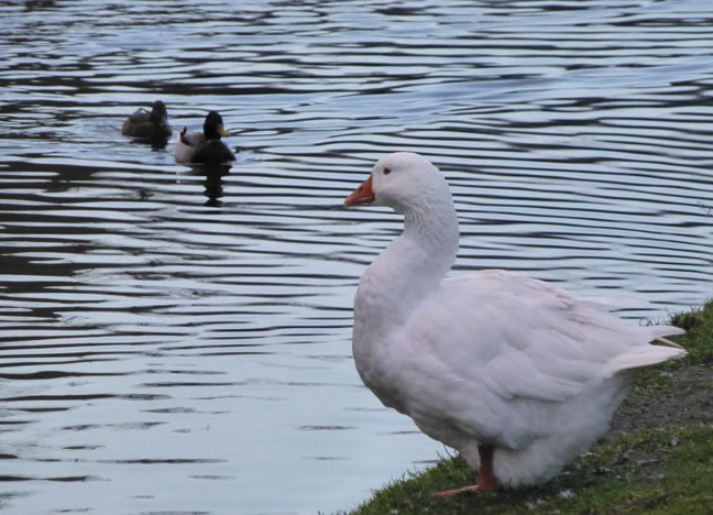 Goose