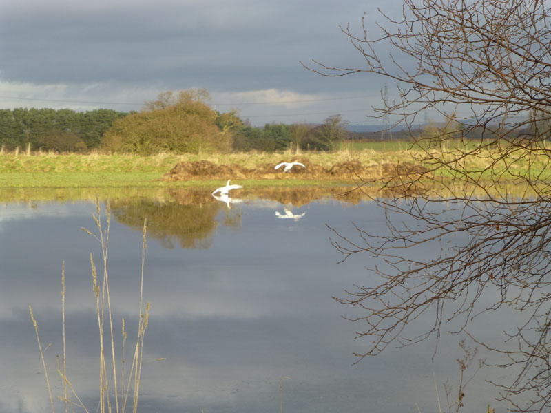 Swans landing