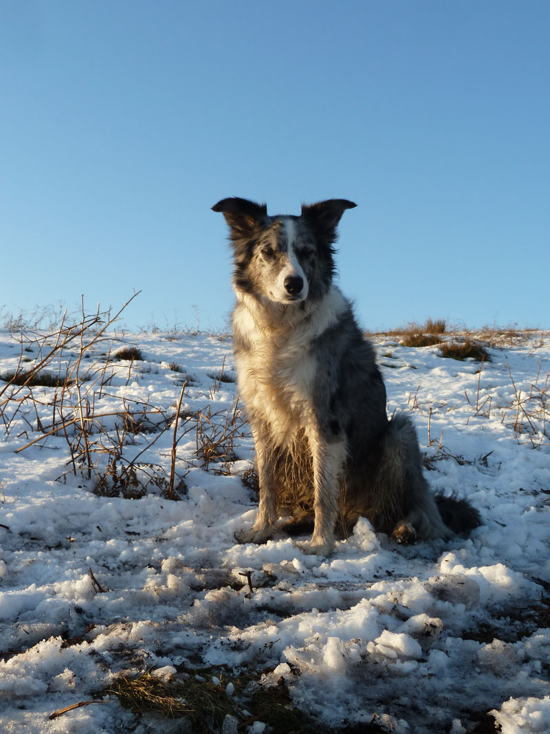 Izzy The Dog
