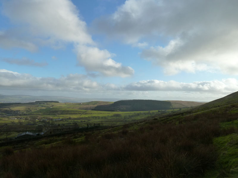 Fell Wood