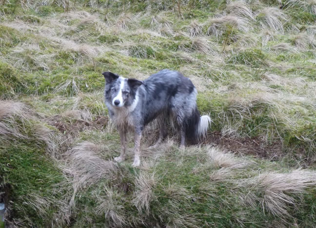 Izzy The Dog