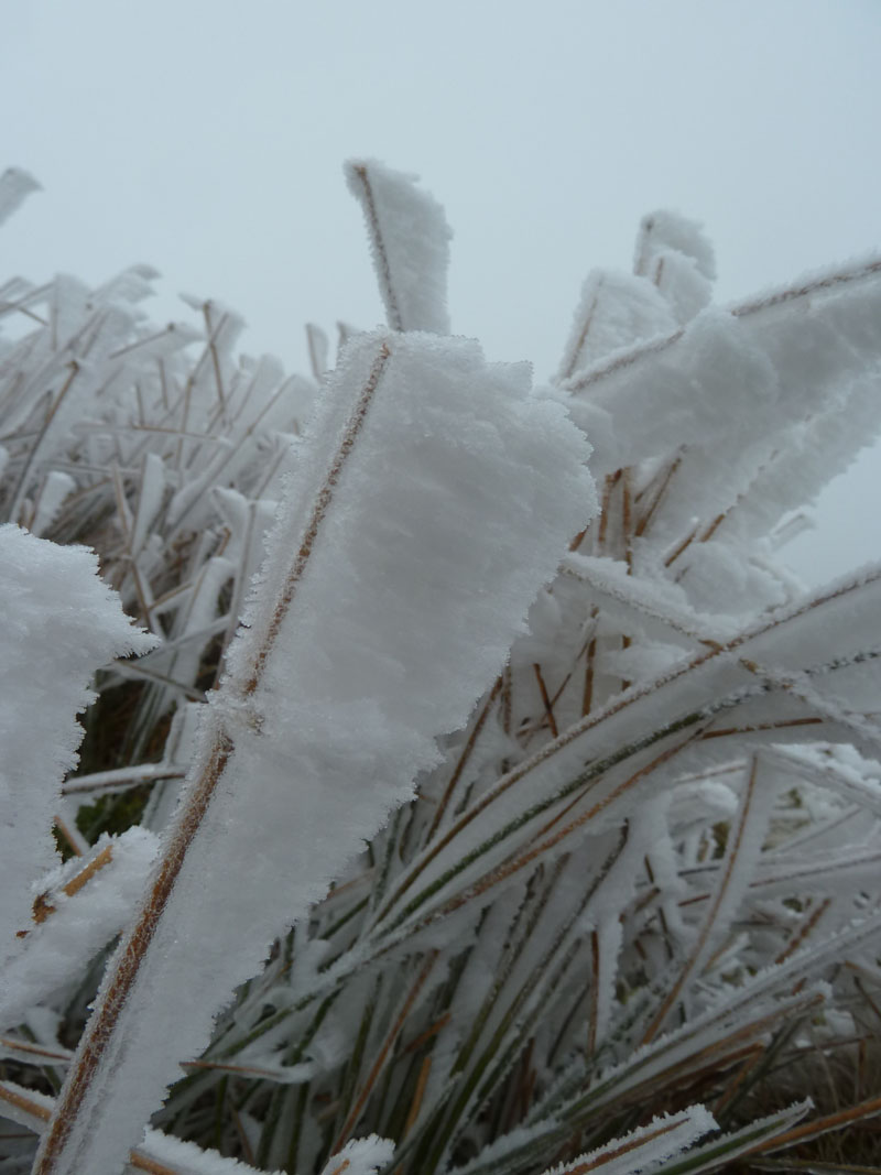 Icy Grass