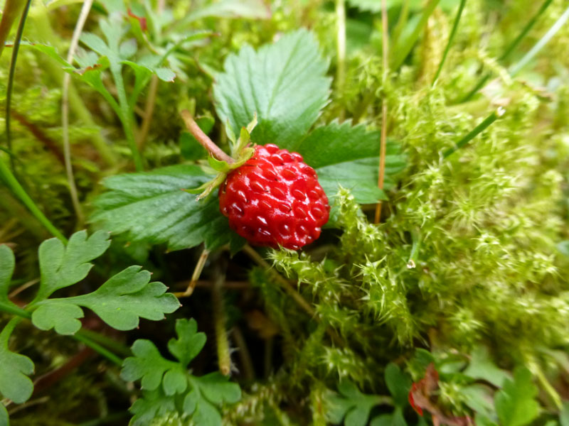 Wild Strawberry