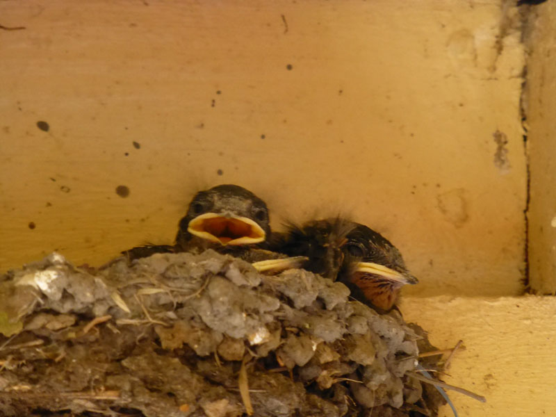 Sparrow Chicks