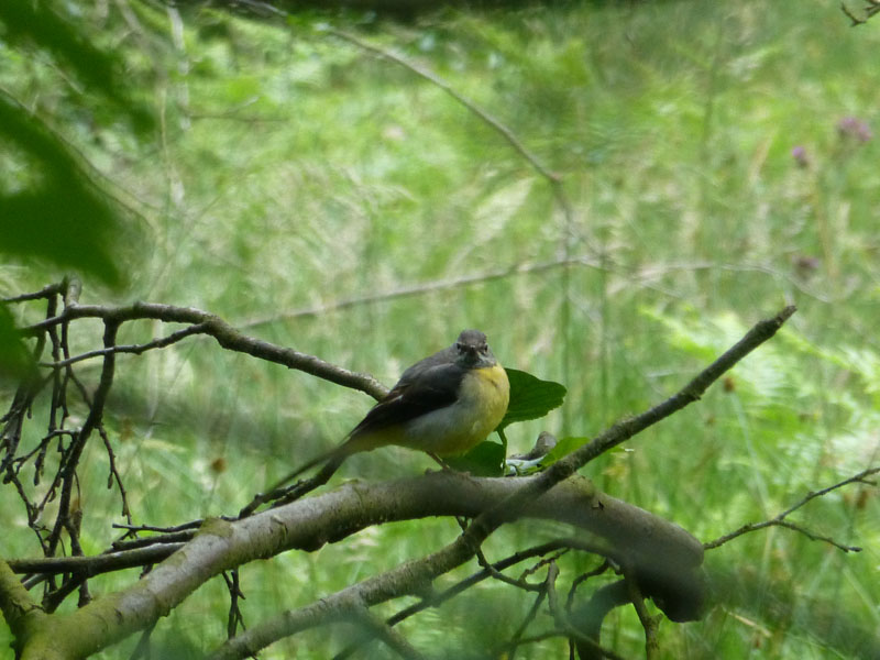 Grey Wagtail