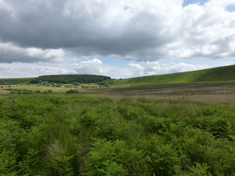 Levisham Moor