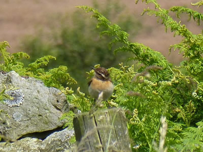 Whinchat