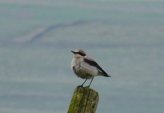 Wheatear