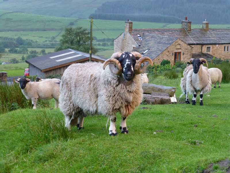 Pendle Sheep