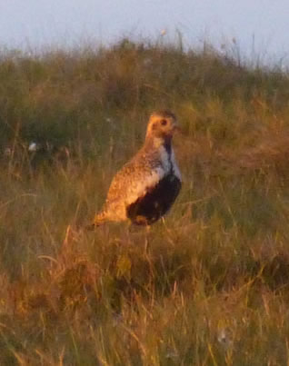 Curlew
