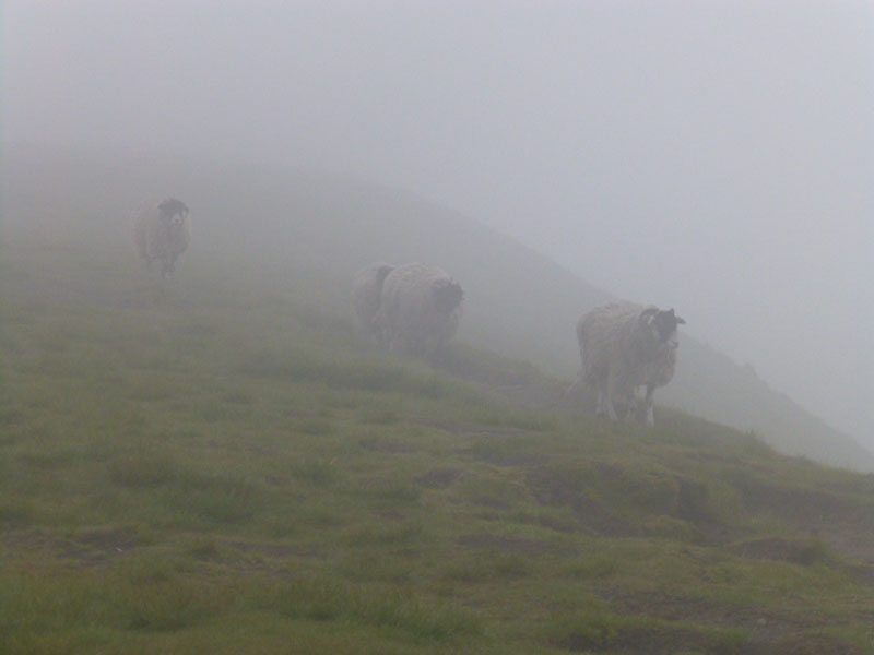 Pendle Sheep