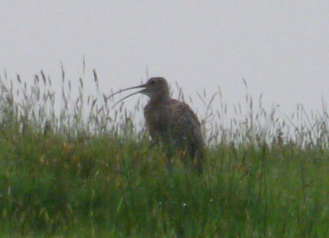 Curlew