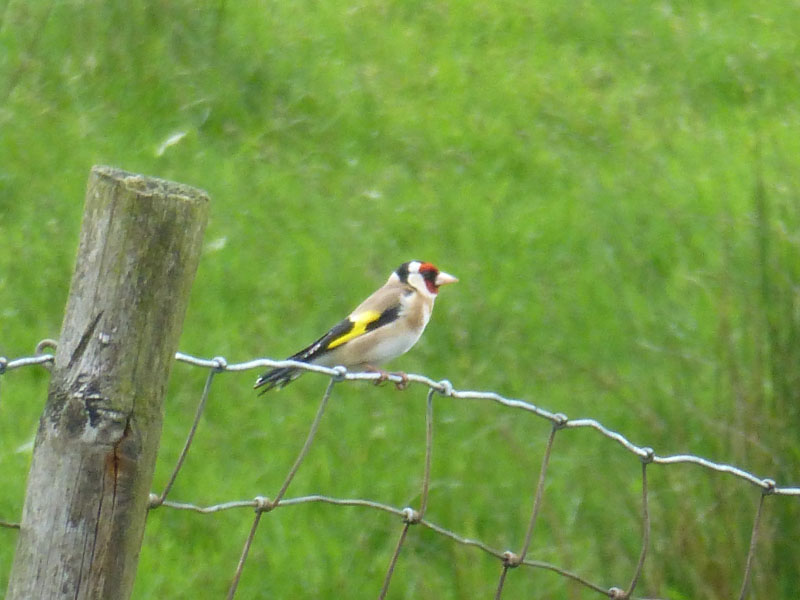Goldfinch