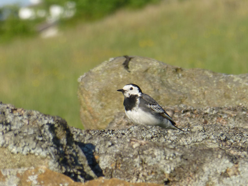 Pied Wagtail