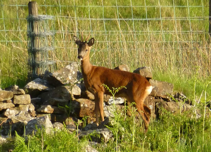 Roe Deer