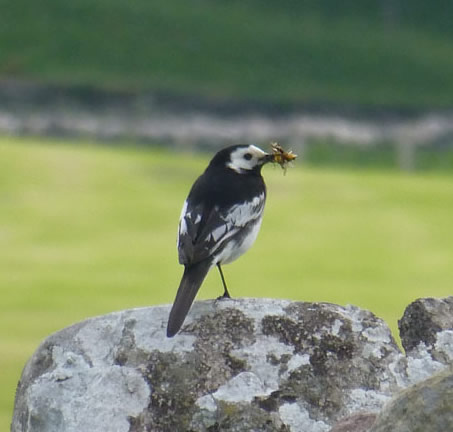 Pied Wagtail