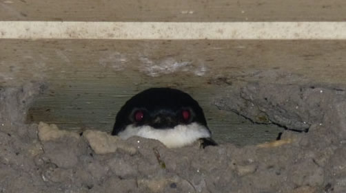 House Martin