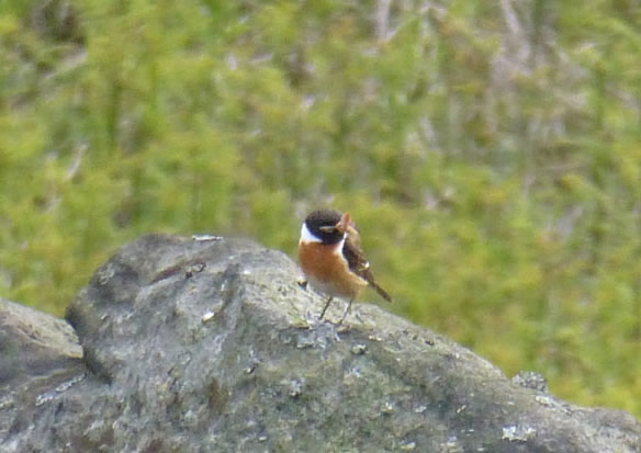 Stonechat