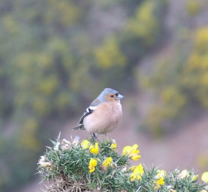 Chaffinch