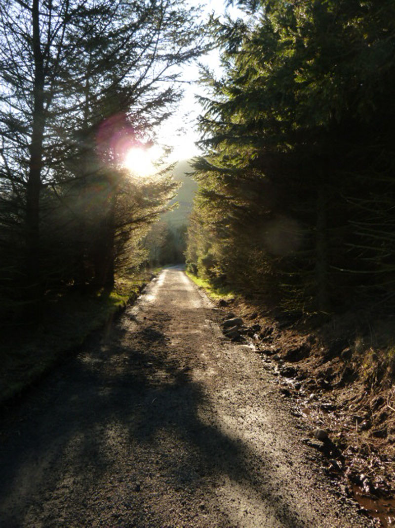 Pendle Walk