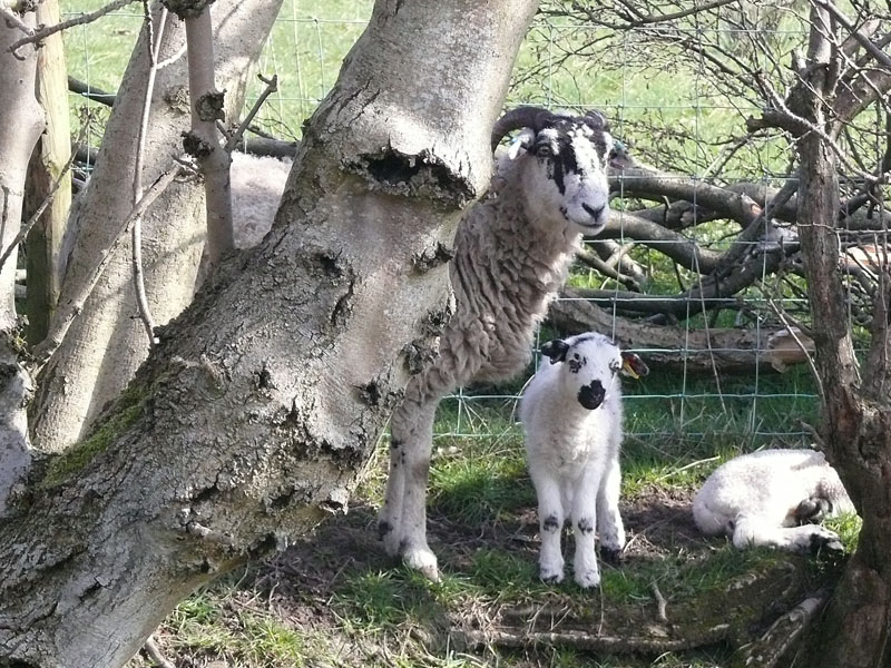 Lambs