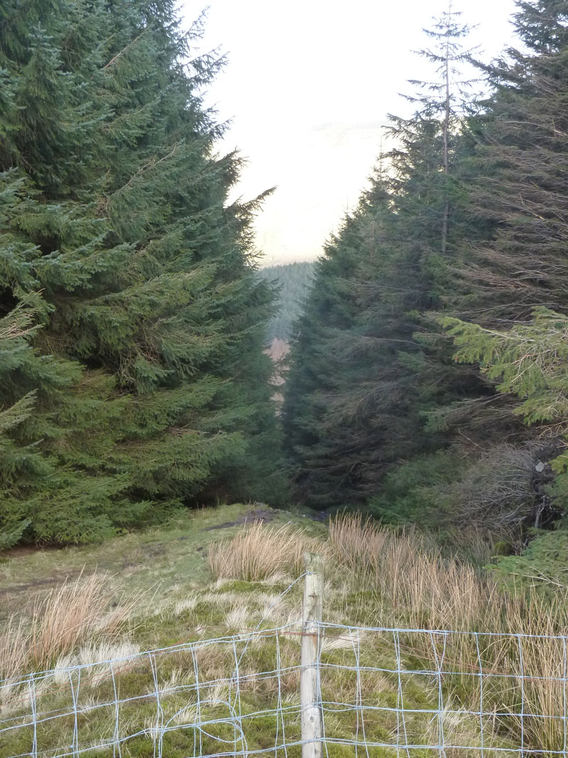 Mossy Bottom