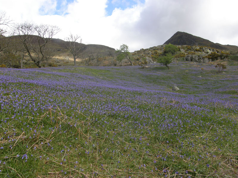 Rannerdale Bluebells