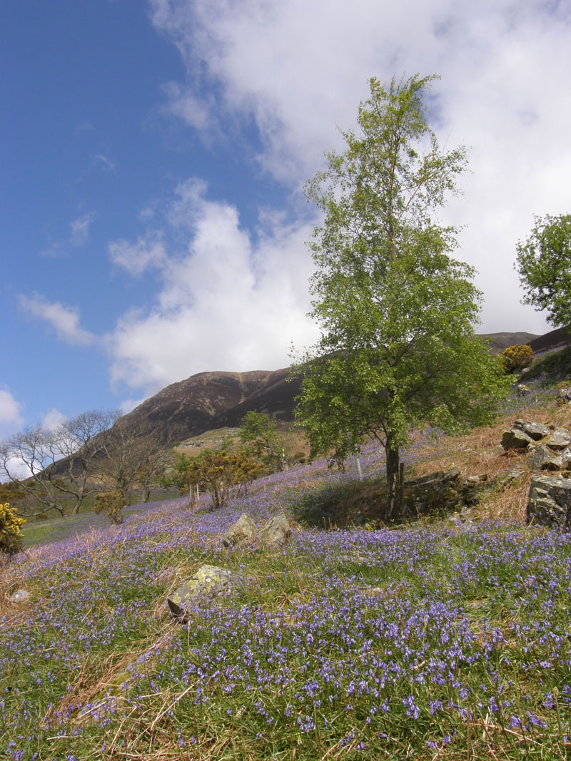 Bluebells