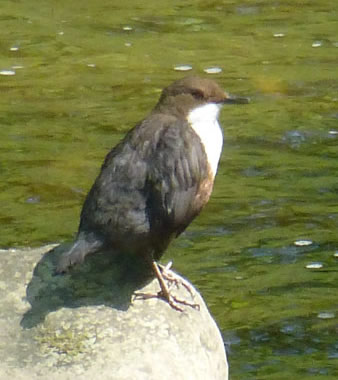 Dipper