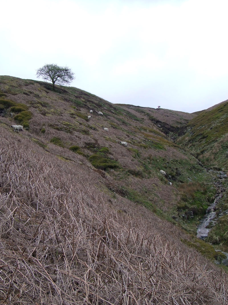 Boar Clough