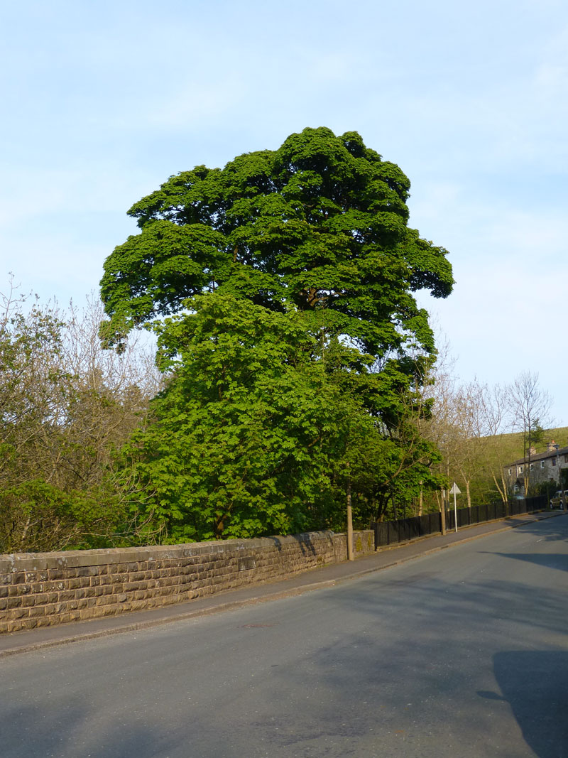 Barley Tree