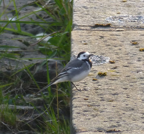 Pied Wagtail