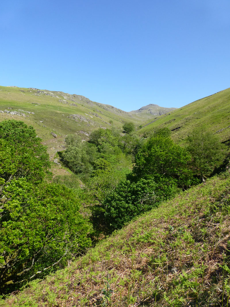 Red Pike
