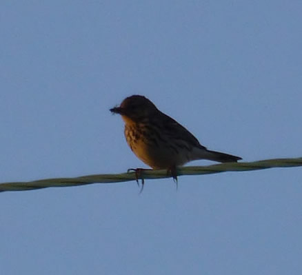 Meadow Pipit